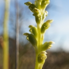 Microtis unifolia at Majura, ACT - suppressed