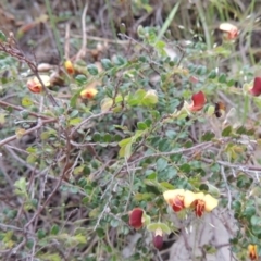 Bossiaea buxifolia (Matted Bossiaea) at Conder, ACT - 12 Oct 2014 by michaelb