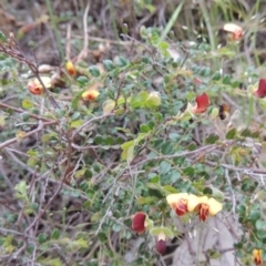 Bossiaea buxifolia (Matted Bossiaea) at Conder, ACT - 12 Oct 2014 by MichaelBedingfield