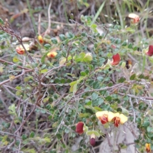 Bossiaea buxifolia at Conder, ACT - 12 Oct 2014 06:29 PM