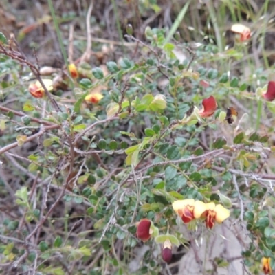 Bossiaea buxifolia (Matted Bossiaea) at Rob Roy Range - 12 Oct 2014 by michaelb