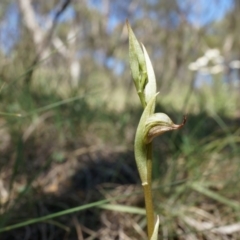 Oligochaetochilus hamatus (Southern Hooked Rustyhood) at Mount Majura - 18 Oct 2014 by AaronClausen