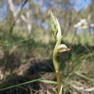 Oligochaetochilus hamatus (Southern Hooked Rustyhood) at Mount Majura - 18 Oct 2014 by AaronClausen