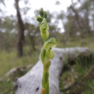 Hymenochilus muticus (Midget Greenhood) at Conder, ACT - 12 Oct 2014 by michaelb