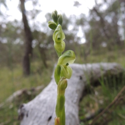 Hymenochilus muticus (Midget Greenhood) at Conder, ACT - 12 Oct 2014 by MichaelBedingfield