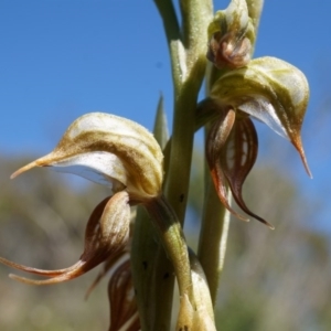 Oligochaetochilus hamatus at Mt Majura Mini Summit - suppressed