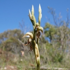 Oligochaetochilus hamatus at Mt Majura Mini Summit - suppressed