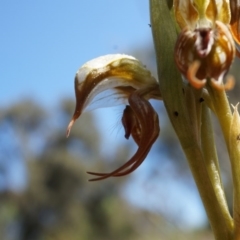 Oligochaetochilus hamatus at Mt Majura Mini Summit - suppressed