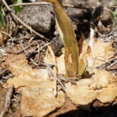 Oligochaetochilus hamatus at Mt Majura Mini Summit - suppressed