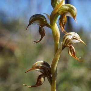 Oligochaetochilus hamatus at Canberra Central, ACT - 18 Oct 2014