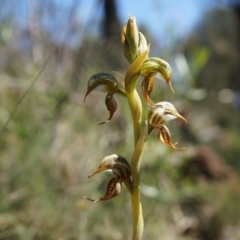 Oligochaetochilus hamatus at Canberra Central, ACT - 18 Oct 2014