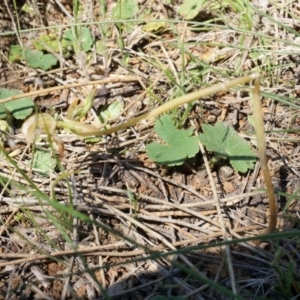 Oligochaetochilus hamatus at Canberra Central, ACT - 18 Oct 2014