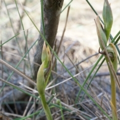 Oligochaetochilus hamatus (Southern Hooked Rustyhood) at Mount Majura - 18 Oct 2014 by AaronClausen