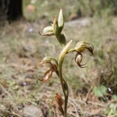 Oligochaetochilus hamatus (Southern Hooked Rustyhood) at Mount Majura - 18 Oct 2014 by AaronClausen