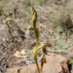 Oligochaetochilus hamatus at Canberra Central, ACT - 18 Oct 2014