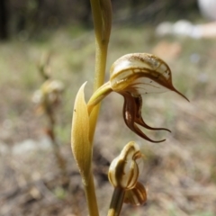 Oligochaetochilus hamatus at Canberra Central, ACT - 18 Oct 2014