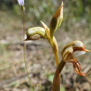 Oligochaetochilus hamatus at Mt Majura Mini Summit - 18 Oct 2014