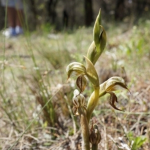 Oligochaetochilus hamatus at Mt Majura Mini Summit - 18 Oct 2014