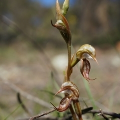 Oligochaetochilus hamatus (Southern Hooked Rustyhood) at Mount Majura - 18 Oct 2014 by AaronClausen