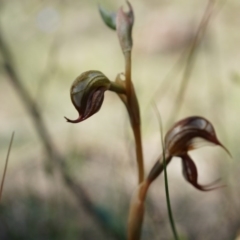 Oligochaetochilus hamatus at Canberra Central, ACT - suppressed