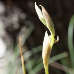 Oligochaetochilus hamatus (Southern Hooked Rustyhood) at Mount Majura - 18 Oct 2014 by AaronClausen