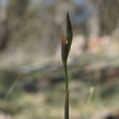 Oligochaetochilus hamatus (Southern Hooked Rustyhood) at Mount Majura - 18 Oct 2014 by AaronClausen