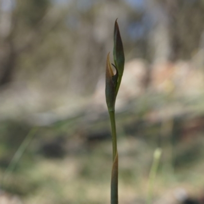 Oligochaetochilus hamatus (Southern Hooked Rustyhood) at Mount Majura - 18 Oct 2014 by AaronClausen