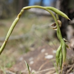 Oligochaetochilus hamatus (Southern Hooked Rustyhood) at Canberra Central, ACT - 18 Oct 2014 by AaronClausen