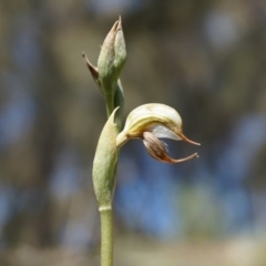 Oligochaetochilus hamatus (Southern Hooked Rustyhood) at Mount Majura - 18 Oct 2014 by AaronClausen