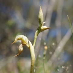 Oligochaetochilus hamatus at Canberra Central, ACT - suppressed