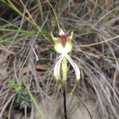 Caladenia atrovespa (Green-comb Spider Orchid) at Conder, ACT - 12 Oct 2014 by michaelb