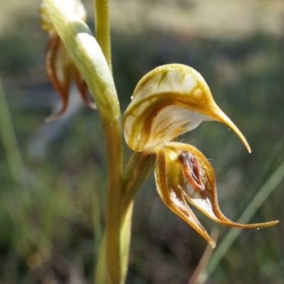 Oligochaetochilus hamatus (Southern Hooked Rustyhood) at Canberra Central, ACT - 18 Oct 2014 by AaronClausen