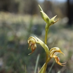 Oligochaetochilus hamatus at Canberra Central, ACT - suppressed