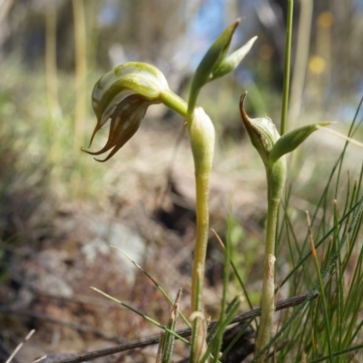 Oligochaetochilus hamatus (Southern Hooked Rustyhood) at Mt Majura Mini Summit - 18 Oct 2014 by AaronClausen