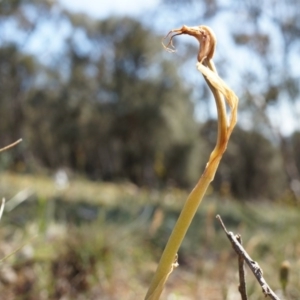 Oligochaetochilus hamatus at Mt Majura Mini Summit - suppressed