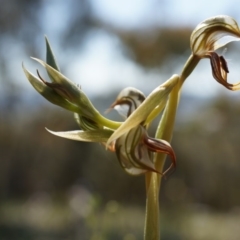 Oligochaetochilus hamatus (Southern Hooked Rustyhood) at Mount Majura - 18 Oct 2014 by AaronClausen