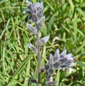 Myosotis discolor at Paddys River, ACT - 18 Oct 2014