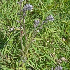 Myosotis discolor at Paddys River, ACT - 18 Oct 2014