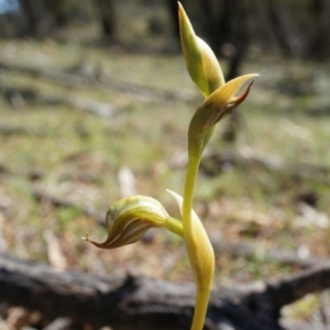 Oligochaetochilus hamatus at Canberra Central, ACT - suppressed