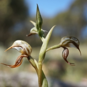 Oligochaetochilus hamatus at Canberra Central, ACT - suppressed