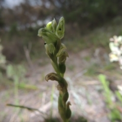 Hymenochilus cycnocephalus (Swan greenhood) at Conder, ACT - 12 Oct 2014 by MichaelBedingfield