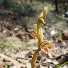 Oligochaetochilus hamatus (Southern Hooked Rustyhood) at Mount Majura - 18 Oct 2014 by AaronClausen