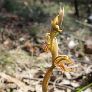 Oligochaetochilus hamatus at Hackett, ACT - suppressed