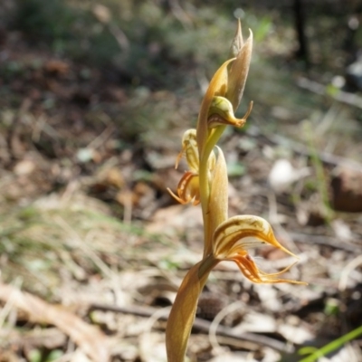 Oligochaetochilus hamatus (Southern Hooked Rustyhood) at Mount Majura - 18 Oct 2014 by AaronClausen