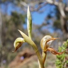 Oligochaetochilus hamatus (Southern Hooked Rustyhood) at Mount Majura - 18 Oct 2014 by AaronClausen