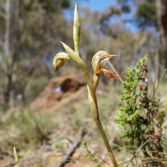 Oligochaetochilus hamatus at Canberra Central, ACT - 18 Oct 2014