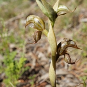 Oligochaetochilus hamatus at Canberra Central, ACT - suppressed