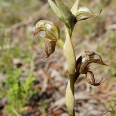 Oligochaetochilus hamatus (Southern Hooked Rustyhood) at Mount Majura - 18 Oct 2014 by AaronClausen