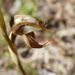 Oligochaetochilus hamatus at Canberra Central, ACT - 18 Oct 2014