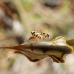 Oligochaetochilus hamatus at Canberra Central, ACT - 18 Oct 2014